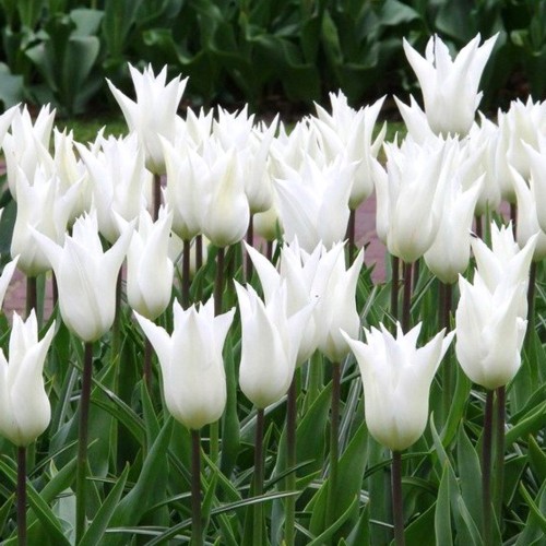 Tulipa 'White Triumphator' - Tulp 'White Triumphator'